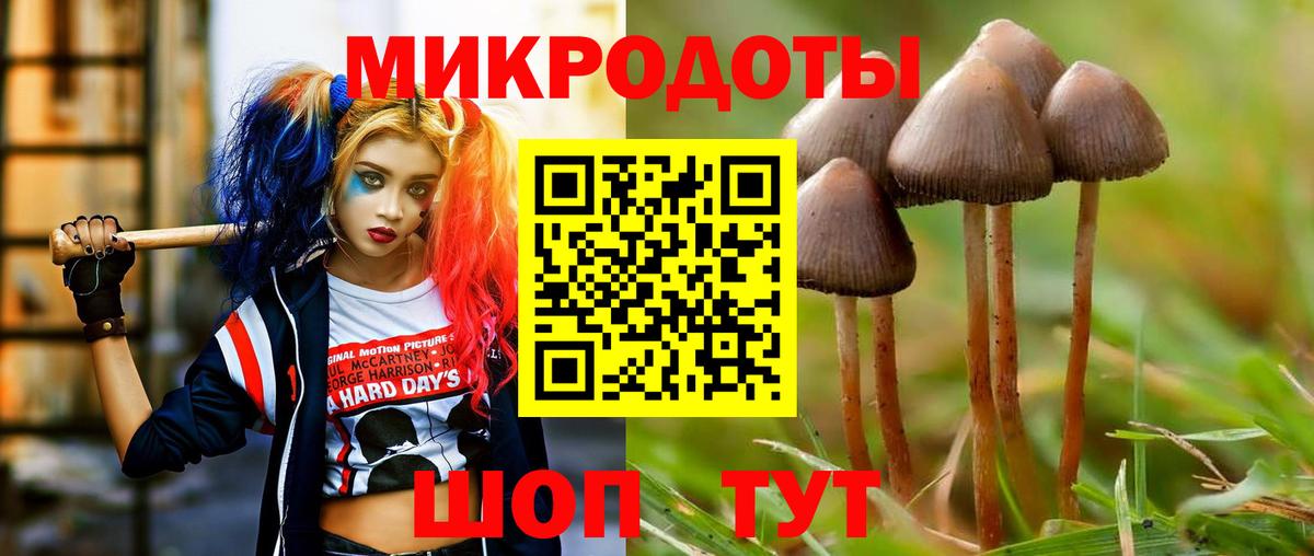 Галлюциногенные грибы Psilocybe Торжок